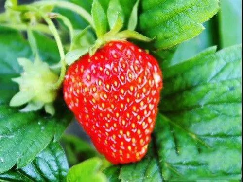 花68元装走30斤草莓，尝鲜正当季！