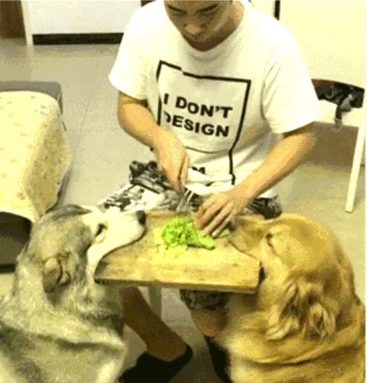 狗狗顶三杯水走路照样稳稳当当