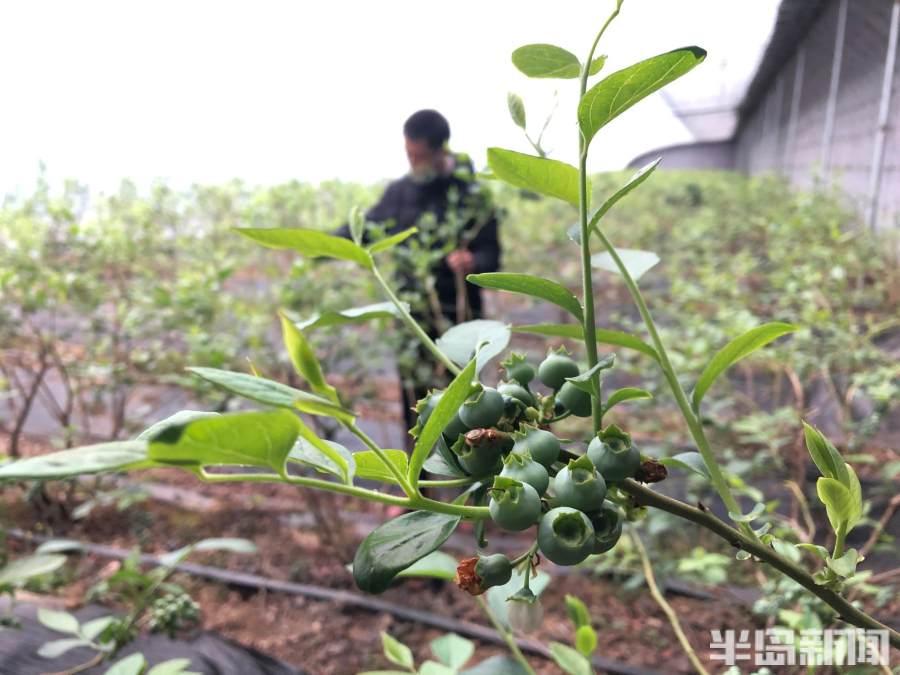 直播卖蓝莓，如何巧妙引导销售