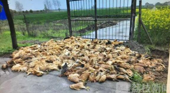 男子带十几只死鸡回家喂狗被罚五万，事件解读与反思