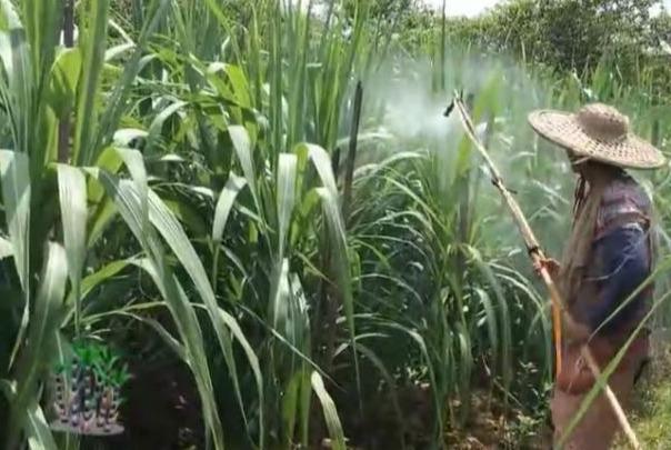 探寻增高药，一场关于理想与现实的探索之旅