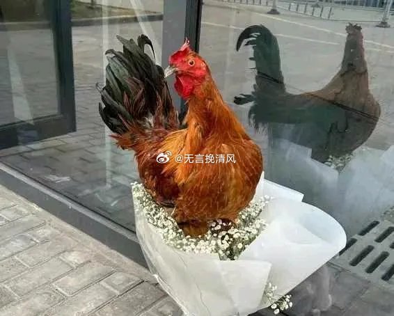 拿一只鸡送朋友是否合适？深度解析背后的文化与情感考量