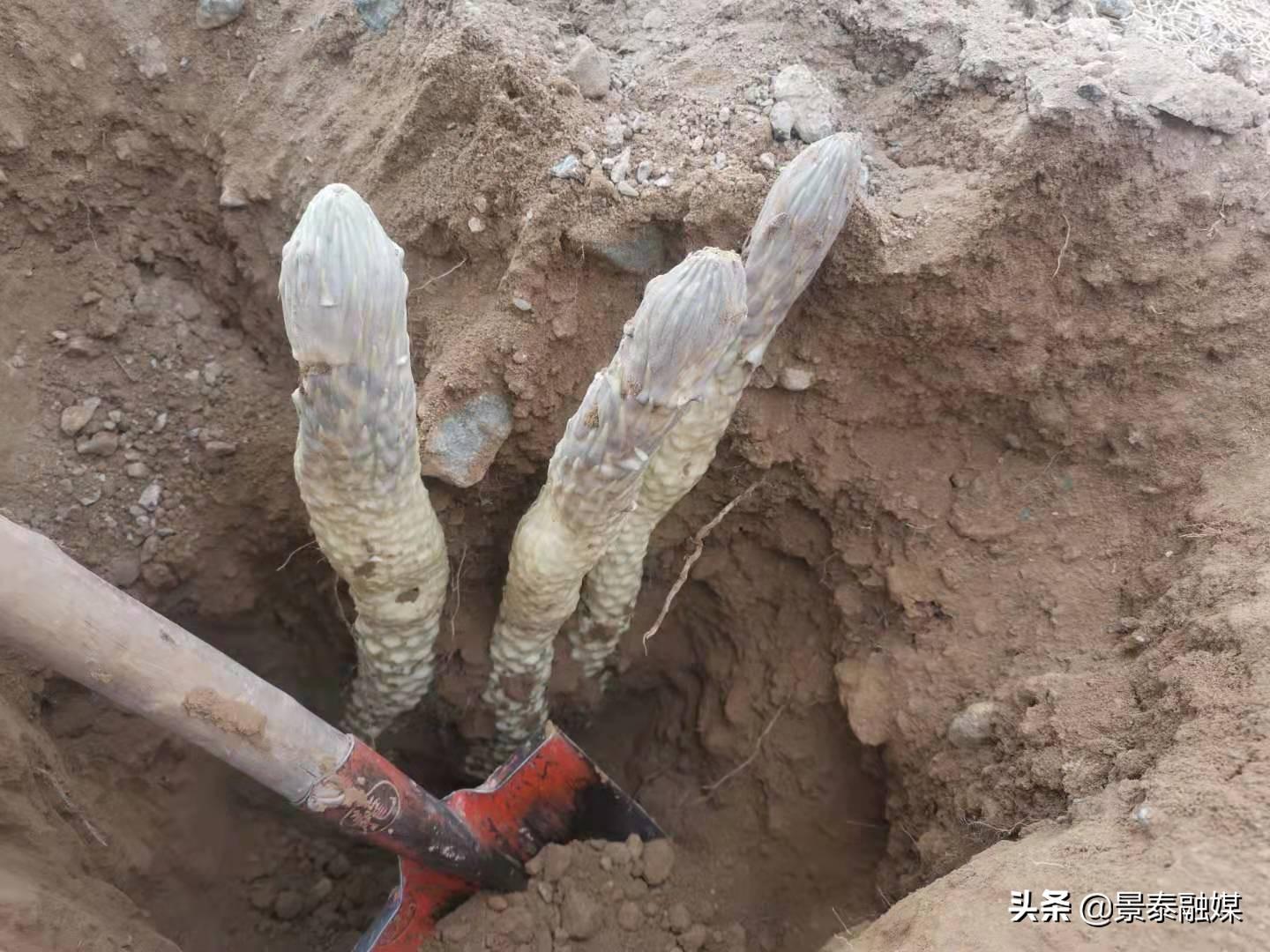 六千年的树，时光之见证