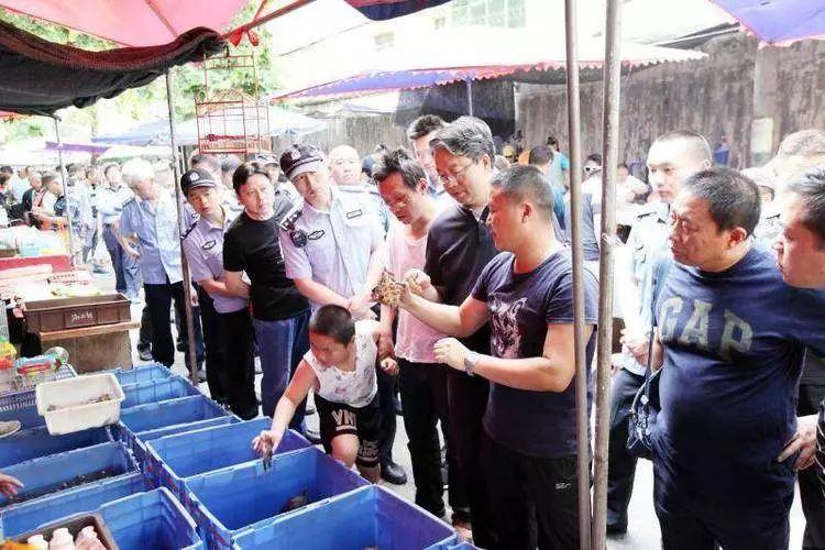 揭秘啄木鸟行动报道，深度剖析背后的故事