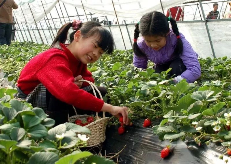 吃草莓会得冠状病毒吗？一篇文章带你了解真相