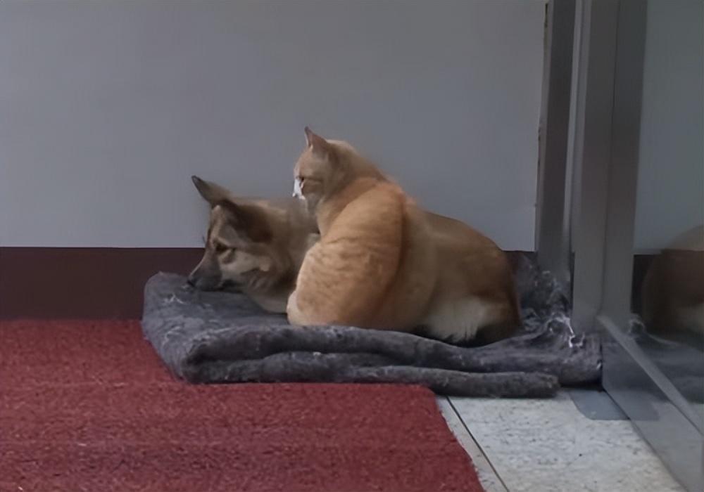 流浪猫8天抓咬3名路人投喂者被起诉，事件背后的反思与启示