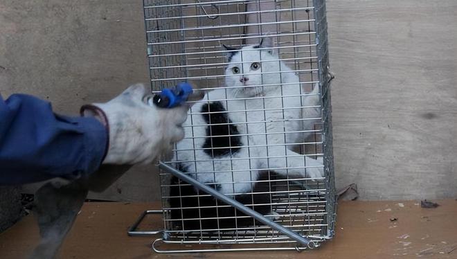 因虐猫被判40年监禁，反思与启示