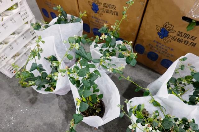 蓝莓盆栽火了，一种新型绿色生活方式的崛起