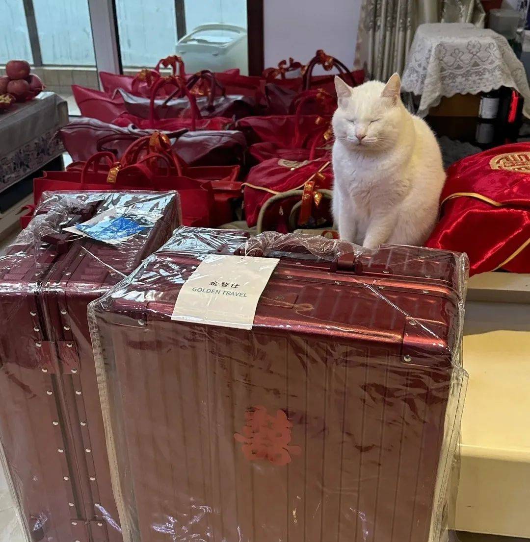 公公给陪嫁猫做小床，温馨背后的故事