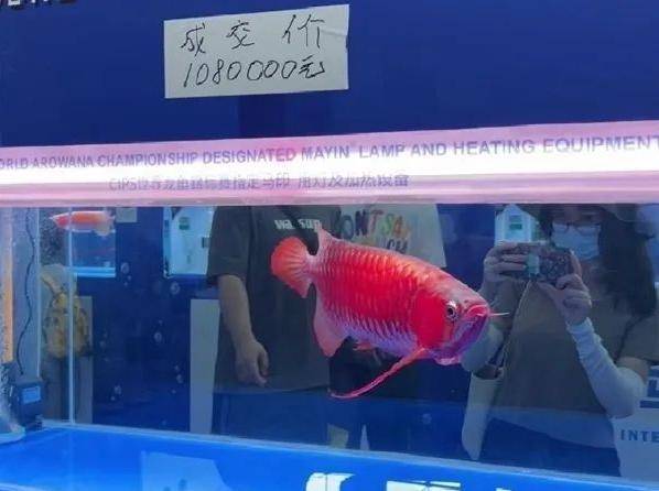 地震致红龙鱼受惊跳缸，主人含泪埋葬——一份深切的缅怀