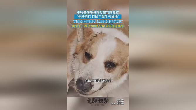 小柯基为争母狗打架气绝身亡，悲剧背后的反思