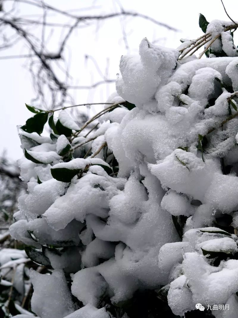 东北三月末的意外鹅毛大雪