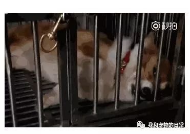 地震前30秒熟睡中的狗惊醒，动物感知自然灾害的神秘力量