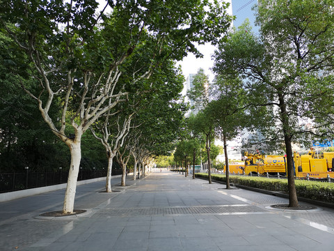 上海人行道树，繁华都市中的绿色风景线