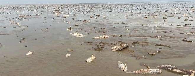 鄱阳湖退水大量鱼搁浅 渔政紧急提醒