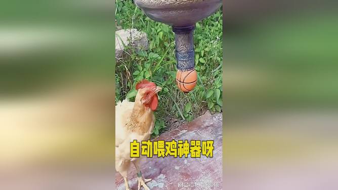 喂鸡神器视频，现代科技与传统养殖的完美结合