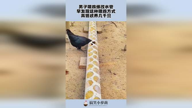 喂鸡方法与视频，一种全新的养鸡体验