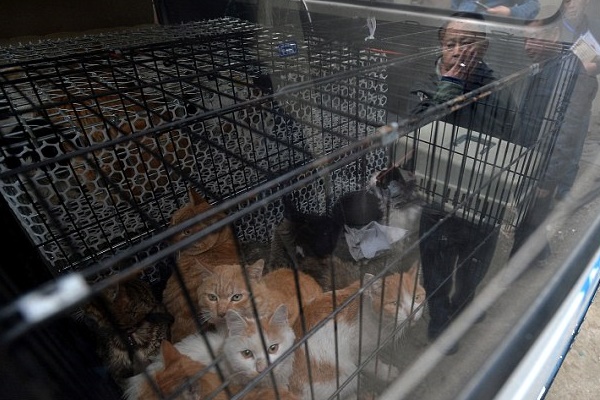 成都一猪肉加工点惊现上百只流浪猫，背后的故事令人深思