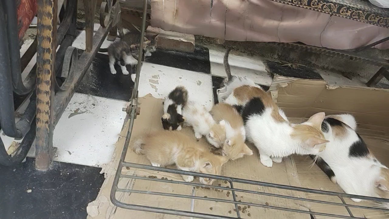 成都一猪肉加工点惊现上百只流浪猫，背后的故事令人深思