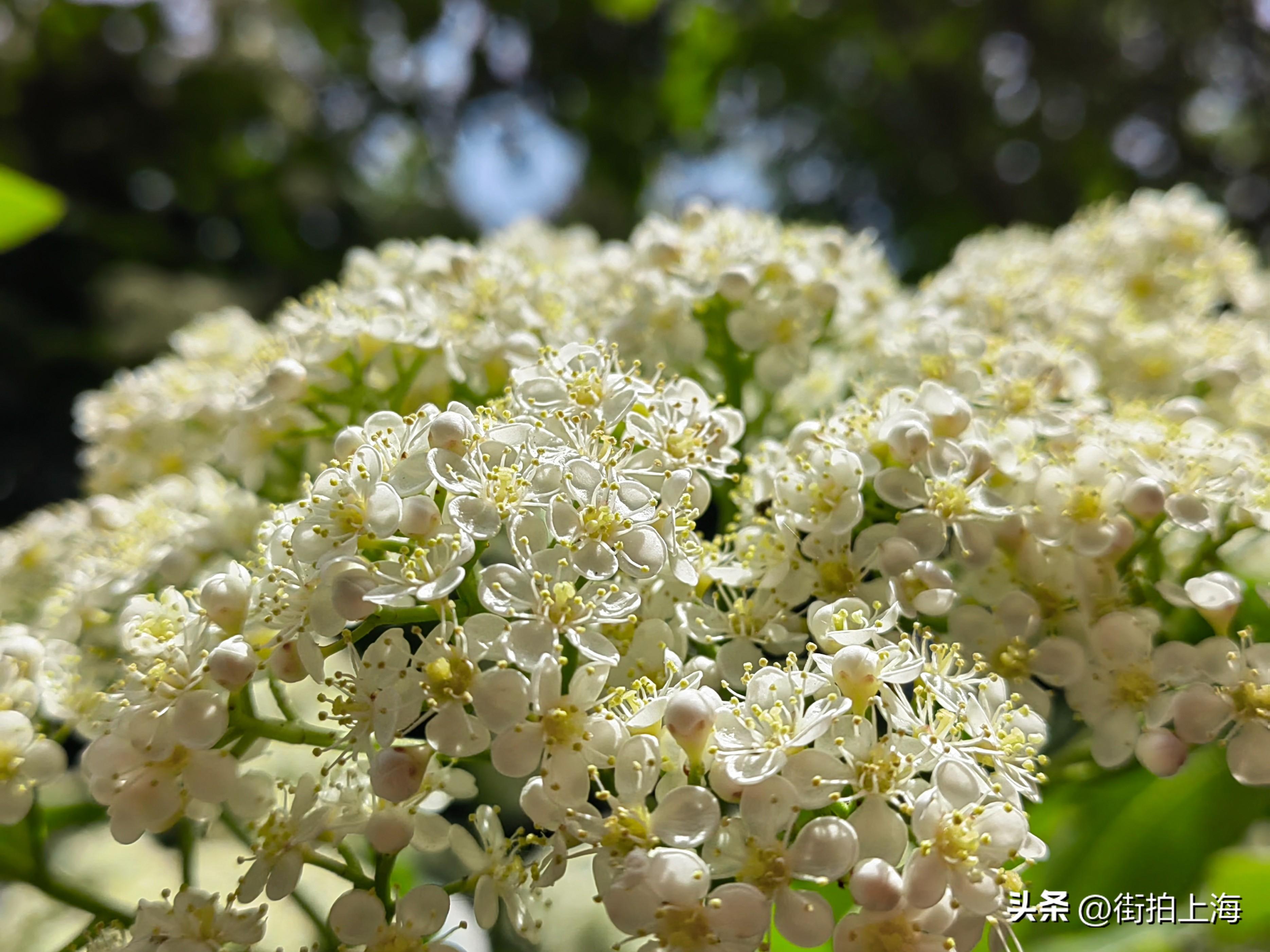 臭到令人发yue的石楠花又要盛开了