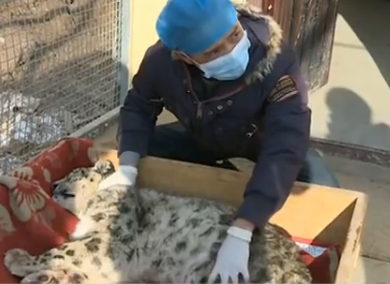 雪豹疑被撞死？官方通报下的真相探寻