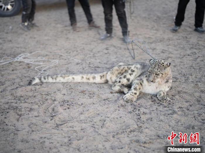 雪豹疑被撞死？官方通报下的真相探寻