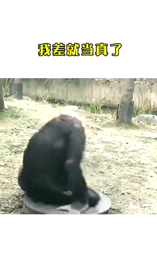 动物园里的猴趣——一场别开生面的围观体验