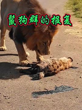 印尼村民剖开巨蟒发现失踪女子，神秘事件揭秘