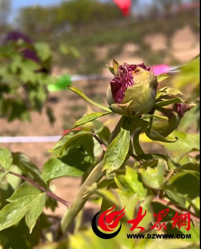 惊艳时刻，200余年牡丹古树现双生花传奇