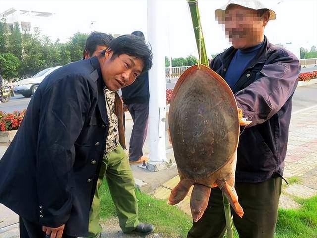 烟台街头重现20年前甲鱼骗术，警惕街头陷阱！
