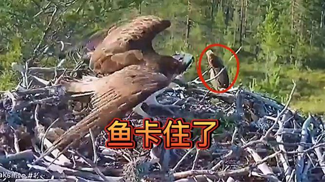 把鱼挂在树上，一种超乎想象的奇妙现象