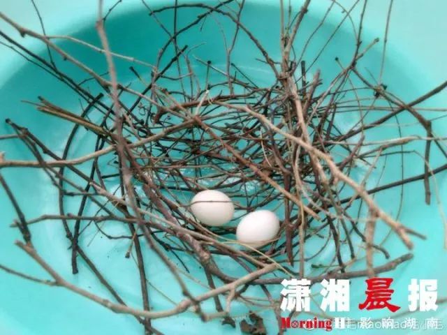 男子用一根树枝巧妙捕鱼，拨拉上岸的瞬间