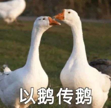 甲亢哥在蒙古国，卤鹅哥的思念与远方的牵挂