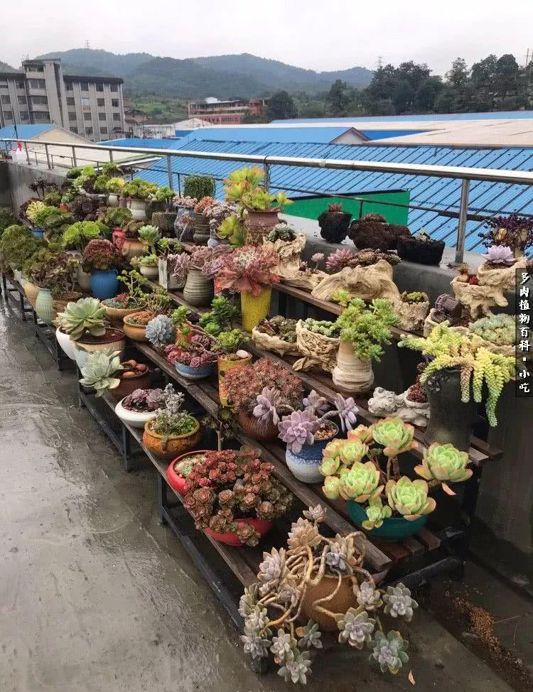 揭秘招牌改绿又改红的原因，一场深度调查