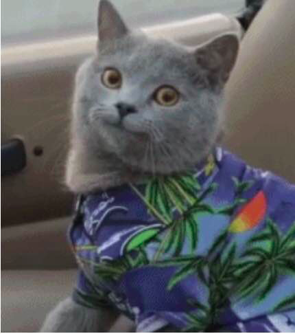 面对大风，猫咪死死咬住窗帘