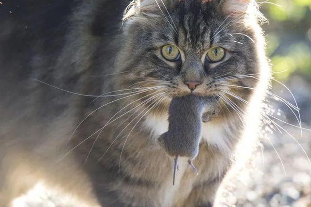 面对大风，猫咪死死咬住窗帘