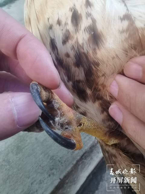 受伤玳瑁的撞击求助，海洋生物的生存危机呼唤人类关注