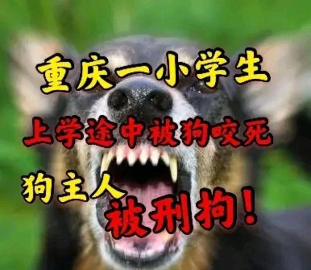 悲痛的瞬间，8岁男孩遭遇恶犬袭击的悲剧