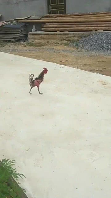 大风中的柳絮，飘散的美丽与生命的转折