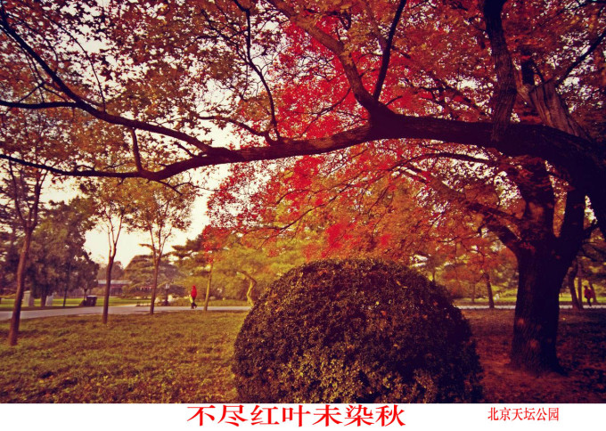 天坛公园枫叶——秋色的浪漫