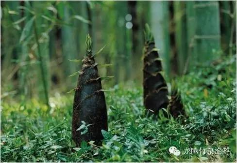 竹笋破土而出与生肖的奇妙关联