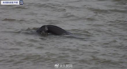 江苏南京一公园内惊现死亡江豚，引发社会关注