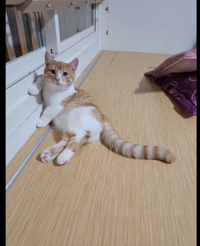 小鸟与猫咪的恩怨纷争，隔窗空投粪便背后的故事