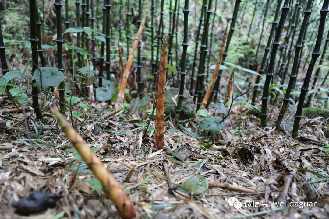 竹笋破土歇后语——探寻生命力与智慧的交融