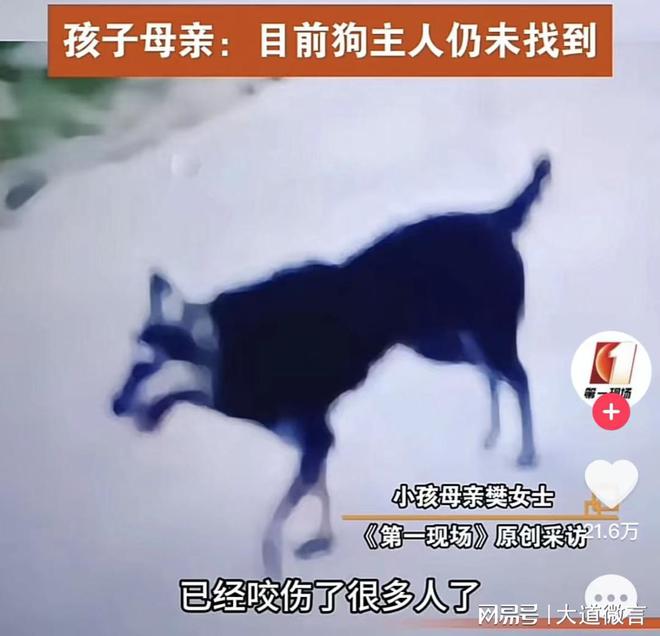 惊魂瞬间，7岁男孩遭三只恶犬撕咬事件深度剖析