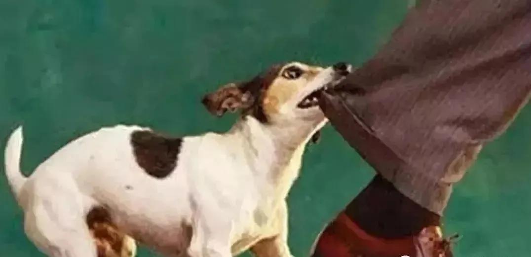 惊魂瞬间，7岁男孩遭三只恶犬撕咬事件深度剖析