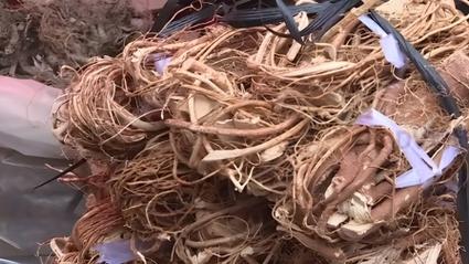 药材被害，一场无声的灾难