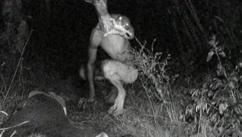 上海发现神秘生物，揭秘未知世界的奇迹