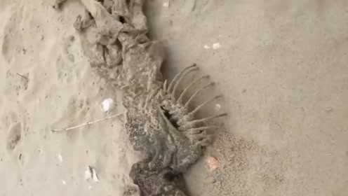 上海发现神秘生物，揭秘未知世界的奇迹