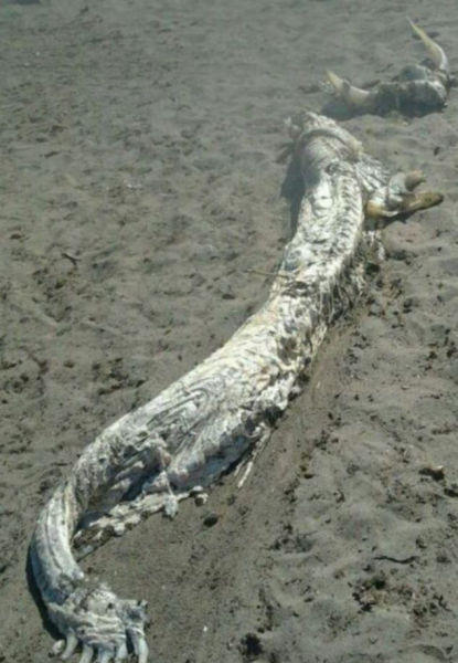 上海发现神秘生物，揭秘未知世界的奇迹